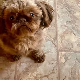 Mattie - Shih Tzu