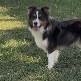 Recon - Border Collie
