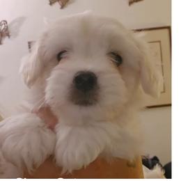 Puppy Boy - White male Coton de Tulear puppy in Texas from Classy Cotons