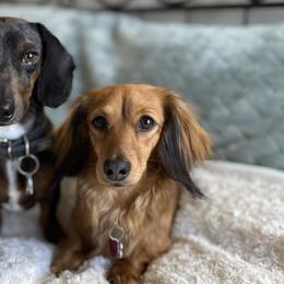 Dachshunds from Petite Paw Dachshunds