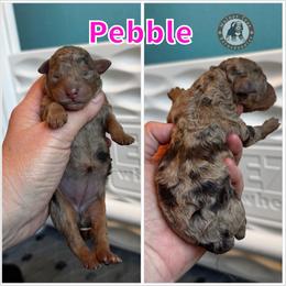 Pebble - Merle female Bernedoodle puppy in Banner Elk, North Carolina from Walnut Tree Bernedoodles