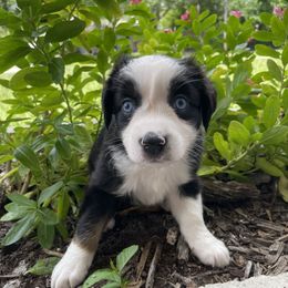 Chimichanga - Black tri female Miniature Australian Shepherd puppy in Clearwater, Florida from Frankenmuth Mini Aussies