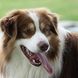 Ben - Miniature Australian Shepherd