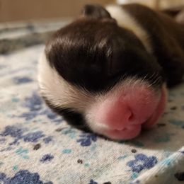 Boston Terrier Puppies from The Christian Bostons