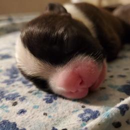 Boston Terrier Puppies from The Christian Bostons