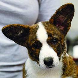 Pembroke Welsh Corgis from Redbud Corgis