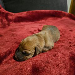 Quetzal (Quetz) - Fawn male Xoloitzcuintli puppy in Florissant, Colorado from Witching Hour Kennel