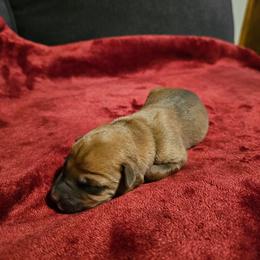 Quetzal (Quetz) - Fawn male Xoloitzcuintli puppy in Florissant, Colorado from Witching Hour Kennel