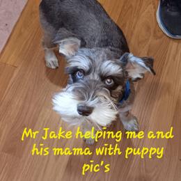 Jake - Miniature Schnauzer