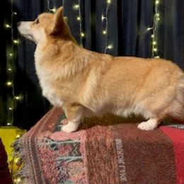 Pembroke Welsh Corgi Puppies from Her Royal Corgi