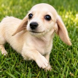 Sporty - Cream female Dachshund puppy in Sebring, Florida from Mini Weenies