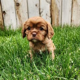 Mango Chocolate Ruby (bb) - Chocolate male Cavalier King Charles Spaniel puppy in Nampa, Idaho from Heart Mountain Cavaliers & Floating Feathers Kennel