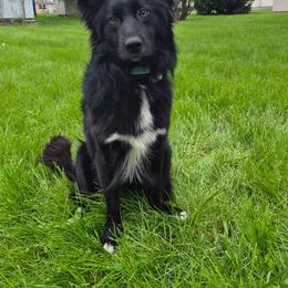 Lasher - Black & white male Australian Shepherd puppy in Pemberville, Ohio from Samara's Australian Shepherds