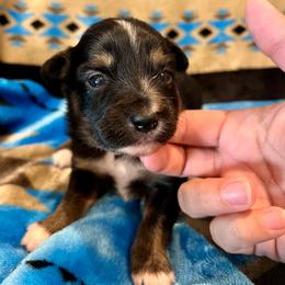 Brooks - Black tri male Toy Australian Shepherd puppy in Miami, Oklahoma from HighEnd Aussies