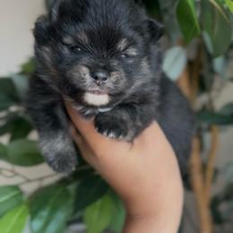 Smokey - Blue and tan male Pomeranian puppy in Rockwall, Texas from MAK Poms