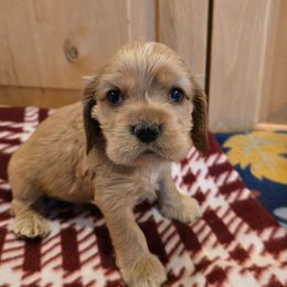 Domino - Buff male Cocker Spaniel puppy in Platteville, Wisconsin from Elk Grove Cocker Spainels