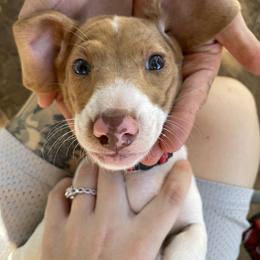 Dachshund Puppies from Hursh’s Hounds