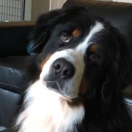 Bernese Mountain Dog All Grown Up from Four-T's