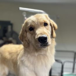 Fiona - Golden Retriever