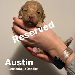 Bernedoodle, Goldendoodle, and Poodle Puppies from JensenBelle Doodles