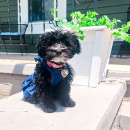 Shih Tzus from Christina’s Puppy Utopia
