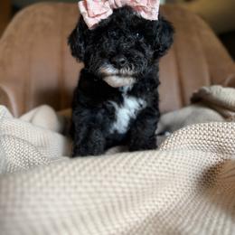 Bon Bon - Phantom female Poodle puppy in Fort Scott, Kansas from The Puppy Acres