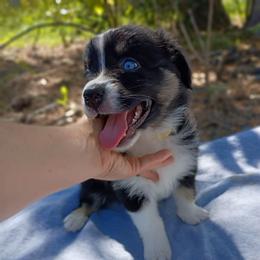 June (yellow collar) - Black tri-color female Australian Shepherd puppy in Okeechobee, Florida from Rothsolid Aussies