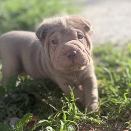 Chamomile - Lilac dilute female Chinese Shar-Pei puppy in Lehigh Acres, Florida from Florida Wrinkles