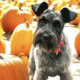 Miniature Schnauzers from Dishman's Miniature Schnauzers