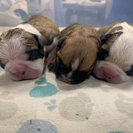 French Bulldog Puppies from Elite Bullies Miami