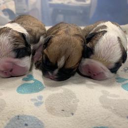 French Bulldog Puppies from Elite Bullies Miami