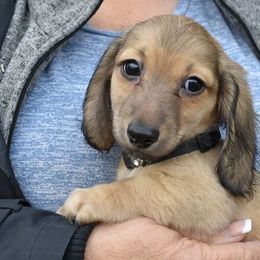 Dachshund Puppies from Dashin' Dachsies