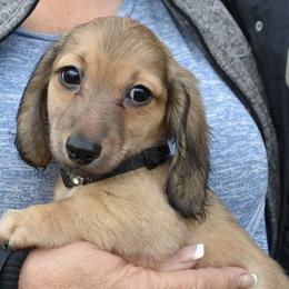 Dachshund Puppies from Dashin' Dachsies