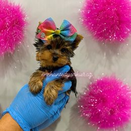 Yorkshire Terrier Puppies from Enchanted Yorkies