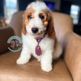 Neapolitan (Neo) - Parti male Goldendoodle puppy in Marion, Ohio from Doodles & Doxies