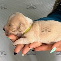 Mr. Lt. Green-2800 - Cream male Dachshund puppy in Sparr, Florida from From the Heart Doxies