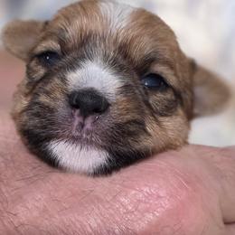 Girl 2 - Tan female Yorkshire Terrier puppy in Huddleston, Virginia from Potters Puppies