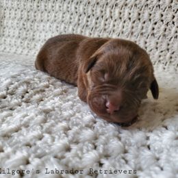 Labrador Retriever Puppies from Kilgore’s Labrador Retrievers