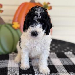 Caspian - Black and white male Bernedoodle puppy in Russellville, Arkansas from Crossgate Doodles