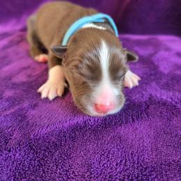 Obi-Wan - Red tri-color male Australian Shepherd puppy in Smithfield, Utah from Invictus Farms