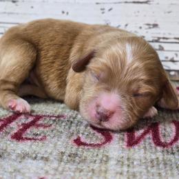 Clifford - Red  male Goldendoodle puppy in Austin, Texas from Austin Doodles & Poodles