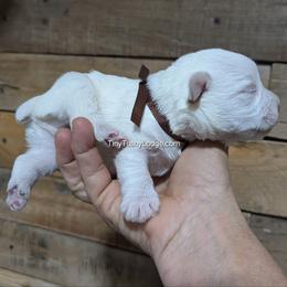 AKC white boy - White male Miniature Schnauzer puppy in Greencastle, Indiana from Tiny Tushy Lodge