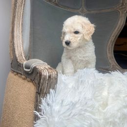 Poodle Puppies from Woofadoodles