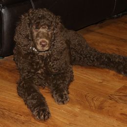 Poodle Puppies from RK'S Pets