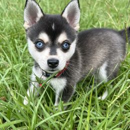 Alaskan Klee Kai Puppies from Lucky Charm Farms