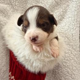 Rosie - Red tri-color female Miniature American Shepherd puppy in Connecticut from Novus Kennels