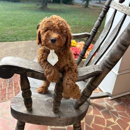Aaron - Red  male Goldendoodle puppy in Mint Hill, North Carolina from DoodleForever