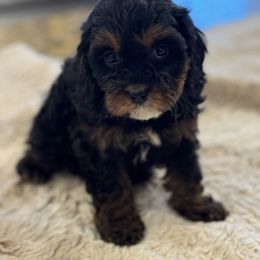 Cavapoo and Shihpoo Puppies from Haus of Doodles