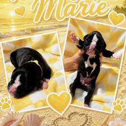 Girl 3 - female Boxer puppy in Perris, California from Ultra Paws Plus