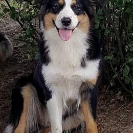 Australian Shepherds from Maple Knoll Aussies